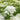 Bishop's Weed Seeds (Ammi visnaga), Pack of 2000