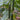‘Green Dragon F1 · 188’ Cucumber Seeds, 20g
