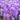 Chinese wisteria (Wisteria sinensis) Seeds, 50 Seeds
