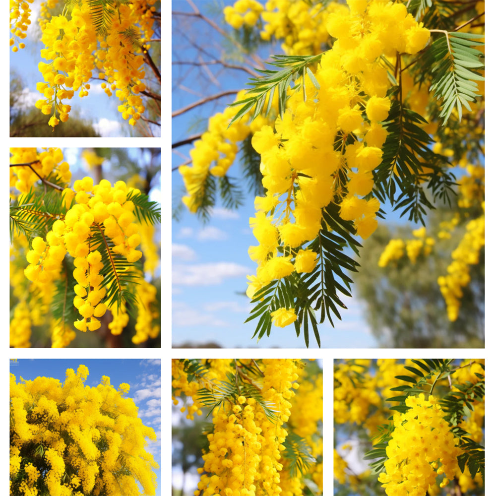 Acacia Dealbata Fiche Technique