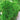 Short-stemmed Moss Seeds, 500 Seeds