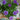 Blue Madagascar Periwinkle Seeds, 100 Seeds