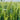 Barley Seeds, 100 Seeds