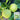 Japanese Sweet Treasure Melon Seeds, 80 Seeds