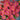 Oxalis obtusa Series Bulb - 'Rhodo', 10 Bulbs