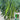 Screw Pepper No. 1209 Seeds, 100 Seeds