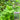 Motherwort seeds, 50g