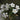 Oxalis obtusa Series Bulb - 'Pardalis White', 4 Bulbs