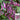 Xishuai Purple Hyacinth Bean Seeds, 10g