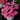 Oxalis obtusa Series Bulb - 'Rose Dimple', 2 Bulbs