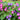 Mixed Color Morning Glory Seeds, 200 Seeds