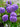 Scabiosa Atropurpurea 'Blue Cockade'
