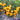 Hybrid F1 Yellow Devil Pepper