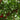 Shouguang Tomato Tree Seeds, 5 Seeds