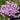 Oxalis hirta Series Bulb - 'Pale Lavender', 6 Bulbs