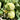 White Roselle Seeds (Hibiscus sabdariffa), Pack of 20