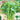 Fine-Leaved Garland Chrysanthemum Seeds, 20g