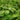 Giant Leaf Basil Seeds, 200 Seeds
