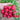 Red Cherry Radish Seeds, 10g