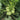 Green Pearl Zucchini Seeds, 10 Seeds