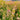 Rainbow Rapeseed Seeds, 250 Seeds