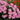 Oxalis obtusa Series Bulb - 'Shy Moon', 3 Bulbs