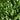 Silver Moss Seeds, 500 Seeds
