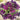 Super Bingo Series Purple Pansy Seeds, 100 Seeds