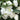 White Garden Balsam Double Flower Seeds, 100 Seeds