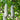 Taiwan Small Wax Gourd Seeds, 200 Seeds