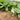 'Huanghe 437' Bok Choy Seeds, 10g
