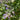 Fragrant Mint (Nepeta × faassenii) Seeds, 100 Seeds