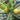 Yellow Pearl Zucchini Seeds
