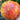 Northern Lights Tomato Seeds, 5 Seeds