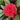 Red Garden Balsam Double Flower Seeds