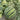 'Xia Shi No.1' Hybrid Watermelon Seeds, 400 Seeds