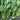 Four Seasons Spinach Seeds, 10g