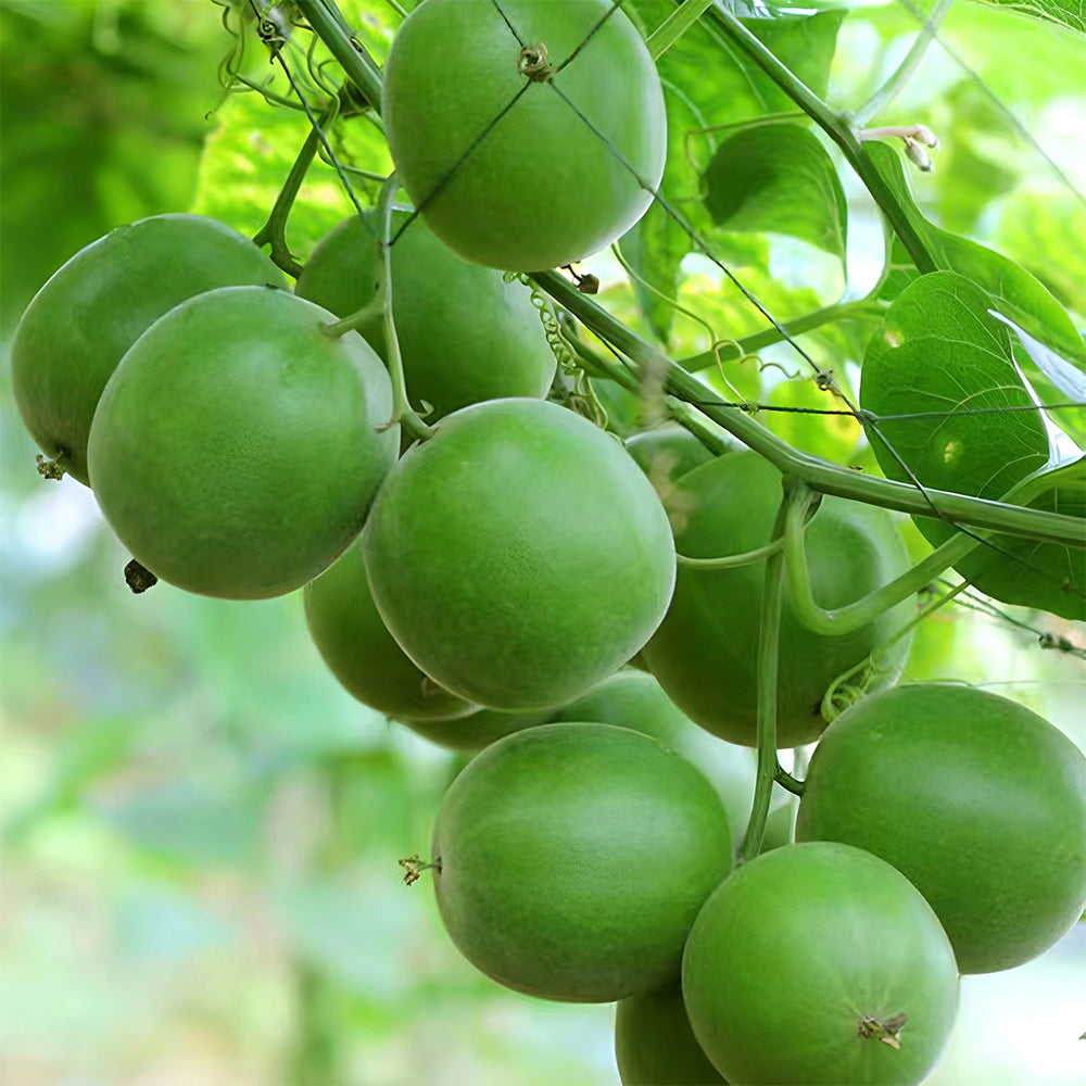 fruit plant seeds Monk Fruit Seeds – SeedChoiceX
