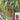 Meiren Chili Pepper Seeds, 50 Seeds