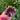 Purple-Podded Snow Pea Seeds, 10g