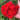 Red Geranium Seeds - Landscaper Red F1