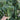Qinghuatai No.1 Broccolini Seeds, 1000 Seeds