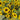 Chihuahua Dwarf Ornamental Sunflower Seeds, 3g