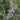 Fragrant Mint (Nepeta × faassenii) Seeds, 100 Seeds