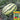 Xiashi No.5 Watermelon Seeds, 400 Seeds