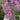 fireweed Seeds, 50 Seeds