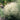 Cloud Grass Seeds, 1000 Seeds