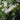 White Tweedia Seeds, 50 Seeds