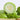Yellow River' Chinese Vegetable Melon Seeds, 50 Seeds