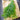 Dill Seeds (Anethum graveolens), Pack of 5000
